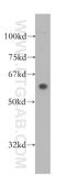 TUB Like Protein 3 antibody, 13637-1-AP, Proteintech Group, Western Blot image 