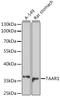 Trace Amine Associated Receptor 1 antibody, 16-469, ProSci, Western Blot image 