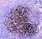 CD82 Molecule antibody, LS-C344025, Lifespan Biosciences, Immunohistochemistry frozen image 