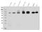 Adhesion G Protein-Coupled Receptor E5 antibody, A30392-1, Boster Biological Technology, Western Blot image 