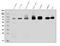 CD97 antigen antibody, A30392-1, Boster Biological Technology, Western Blot image 