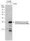 Influenza A Virus NS1 antibody, PA5-32243, Invitrogen Antibodies, Western Blot image 