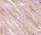 Emerin antibody, A00714-1, Boster Biological Technology, Immunohistochemistry paraffin image 