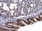 Serum Response Factor antibody, PA5-27307, Invitrogen Antibodies, Immunohistochemistry paraffin image 