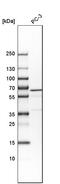 VPS33B Interacting Protein, Apical-Basolateral Polarity Regulator, Spe-39 Homolog antibody, HPA003589, Atlas Antibodies, Western Blot image 