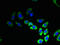Transmembrane Protein 53 antibody, LS-C394861, Lifespan Biosciences, Immunofluorescence image 