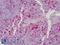 Gelsolin antibody, LS-B4801, Lifespan Biosciences, Immunohistochemistry paraffin image 