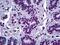 ElaC Ribonuclease Z 2 antibody, LS-B5670, Lifespan Biosciences, Immunohistochemistry frozen image 
