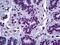 Zinc phosphodiesterase ELAC protein 2 antibody, LS-B5670, Lifespan Biosciences, Immunohistochemistry frozen image 