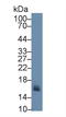 CD59 Molecule (CD59 Blood Group) antibody, LS-C300295, Lifespan Biosciences, Western Blot image 