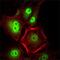 Cyclin Dependent Kinase 1 antibody, GTX82994, GeneTex, Immunofluorescence image 