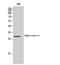 Amphiregulin antibody, STJ97339, St John