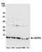 Ubiquinol-Cytochrome C Reductase Complex III Subunit VII antibody, A305-748A-M, Bethyl Labs, Western Blot image 