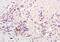 Regulator Of G Protein Signaling 9 antibody, orb154605, Biorbyt, Immunohistochemistry paraffin image 