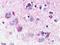 Neuromedin U Receptor 1 antibody, LS-A397, Lifespan Biosciences, Immunohistochemistry paraffin image 