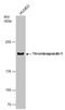 Thrombospondin 1 antibody, GTX100746, GeneTex, Western Blot image 