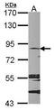 Microtubule Affinity Regulating Kinase 2 antibody, GTX111783, GeneTex, Western Blot image 