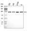 Transforming Growth Factor Beta Receptor 3 antibody, A02765-4, Boster Biological Technology, Western Blot image 