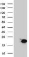 P50116 antibody, CF804423, Origene, Western Blot image 