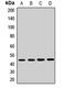 Farnesyltransferase, CAAX Box, Alpha antibody, orb412826, Biorbyt, Western Blot image 