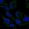 Rho GDP Dissociation Inhibitor Gamma antibody, HPA078260, Atlas Antibodies, Immunocytochemistry image 