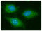 Glutamic-Oxaloacetic Transaminase 2 antibody, GTX57618, GeneTex, Immunofluorescence image 