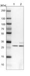 AKT Interacting Protein antibody, NBP2-14279, Novus Biologicals, Western Blot image 