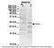 Synaptosome Associated Protein 25 antibody, 31-133, ProSci, Western Blot image 