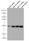 Coiled-Coil-Helix-Coiled-Coil-Helix Domain Containing 6 antibody, 66597-1-Ig, Proteintech Group, Western Blot image 