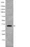 MYD88 Innate Immune Signal Transduction Adaptor antibody, abx216998, Abbexa, Western Blot image 