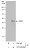 GS Homeobox 2 antibody, GTX129390, GeneTex, Immunoprecipitation image 