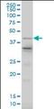 LIM Homeobox 4 antibody, orb94715, Biorbyt, Western Blot image 