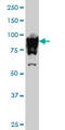 Upstream Binding Transcription Factor antibody, LS-C133509, Lifespan Biosciences, Western Blot image 