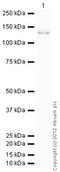 Catenin Alpha 1 antibody, ab51032, Abcam, Western Blot image 