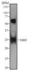 Epstein-Barr Virus Induced 3 antibody, NBP2-03939, Novus Biologicals, Western Blot image 