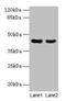 MAS1 Proto-Oncogene Like, G Protein-Coupled Receptor antibody, LS-C376087, Lifespan Biosciences, Western Blot image 