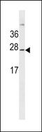 Gastrokine-3 antibody, PA5-49018, Invitrogen Antibodies, Western Blot image 