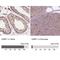 G3BP Stress Granule Assembly Factor 1 antibody, NBP1-83404, Novus Biologicals, Immunohistochemistry paraffin image 