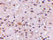 Autophagy And Beclin 1 Regulator 1 antibody, 4557, ProSci, Immunohistochemistry frozen image 