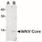 WNV Core protein antibody, NBP2-41054, Novus Biologicals, Western Blot image 