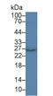 Platelet Activating Factor Acetylhydrolase 1b Catalytic Subunit 3 antibody, LS-C295950, Lifespan Biosciences, Western Blot image 