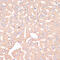ATP Synthase F1 Subunit Alpha antibody, 19-918, ProSci, Immunohistochemistry paraffin image 