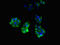 Perilipin 4 antibody, LS-C682231, Lifespan Biosciences, Immunofluorescence image 