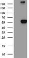 Alpha-N-Acetylgalactosaminidase antibody, TA811277, Origene, Western Blot image 