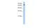 Fatty Acyl-CoA Reductase 1 antibody, A05343, Boster Biological Technology, Western Blot image 