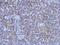 Mitochondrial Ribosomal Protein L44 antibody, PA5-31831, Invitrogen Antibodies, Immunohistochemistry frozen image 