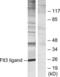 Fms Related Tyrosine Kinase 3 Ligand antibody, LS-C118911, Lifespan Biosciences, Western Blot image 