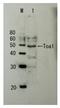 Transcription initiation factor IIA large subunit antibody, GTX64185, GeneTex, Western Blot image 