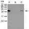 Heat Shock Protein Family B (Small) Member 1 antibody, GTX112964, GeneTex, Immunoprecipitation image 