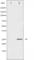 Eukaryotic Translation Initiation Factor 4E antibody, abx010703, Abbexa, Western Blot image 